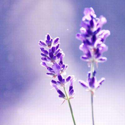 金沙集团186CC截图